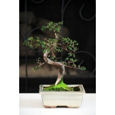 Chinese Elm Bonsai Tree   